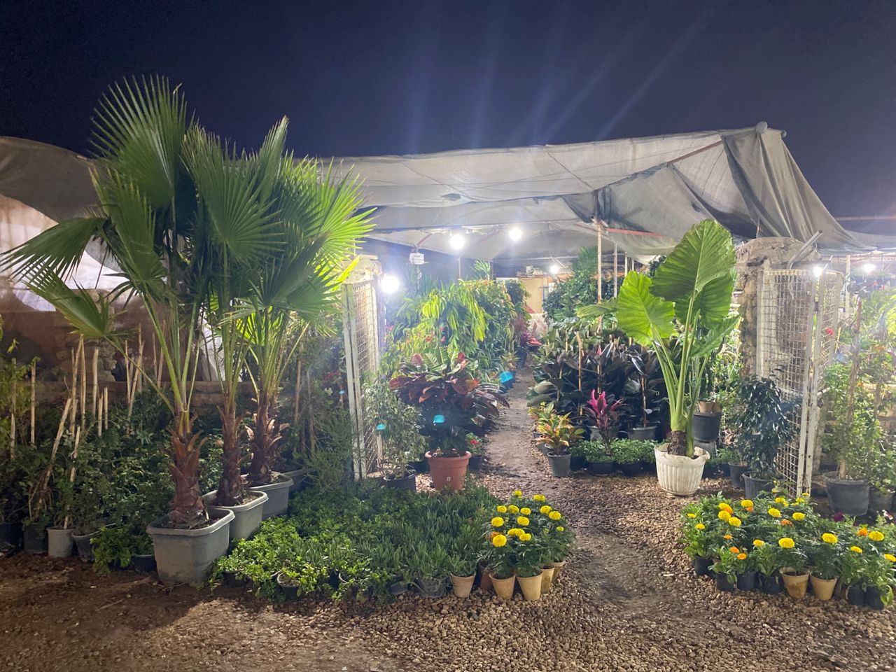 فروش نهال گل و گیاه آپارتمانی و باغچه ای ایران کریمی در بوشهر